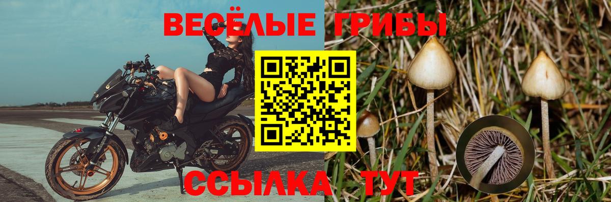 Псилоцибиновые грибы GOLDEN TEACHER  Вход с VPN  Стрежевой 